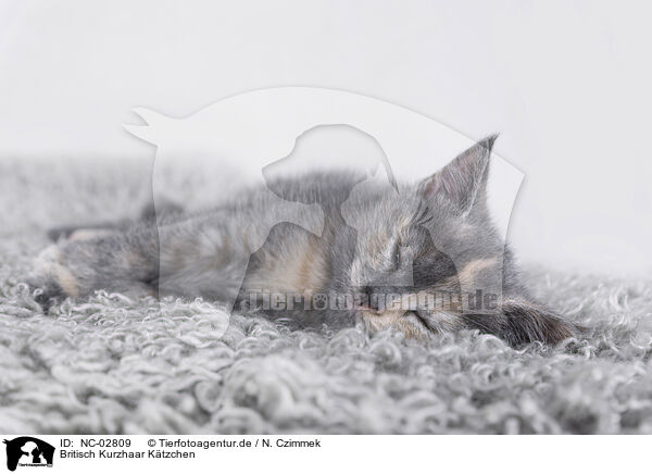Britisch Kurzhaar Ktzchen / British Shorthair Kitten / NC-02809