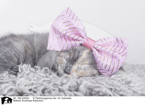 Britisch Kurzhaar Ktzchen / British Shorthair Kitten / NC-02820