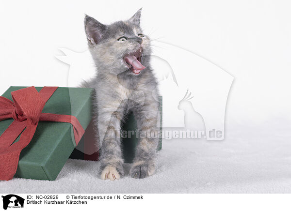 Britisch Kurzhaar Ktzchen / British Shorthair Kitten / NC-02829