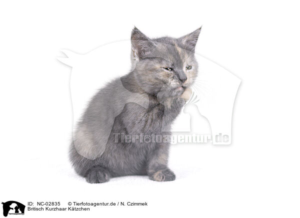 Britisch Kurzhaar Ktzchen / British Shorthair Kitten / NC-02835