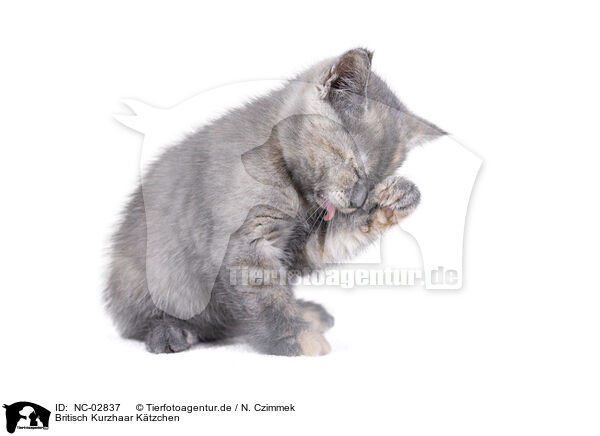 Britisch Kurzhaar Ktzchen / British Shorthair Kitten / NC-02837