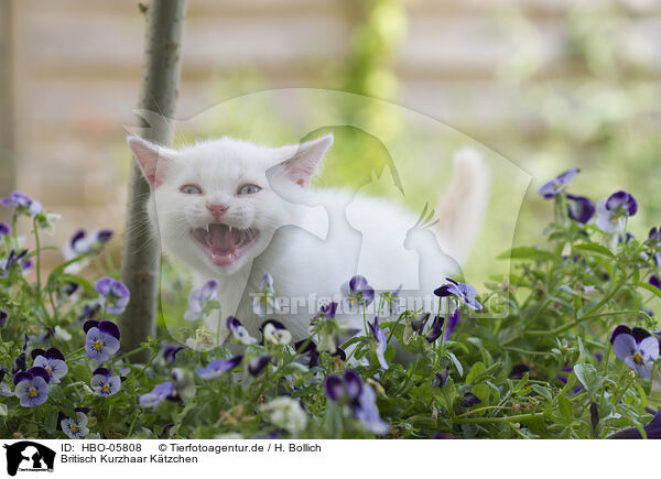 Britisch Kurzhaar Ktzchen / British Shorthair Kitten / HBO-05808