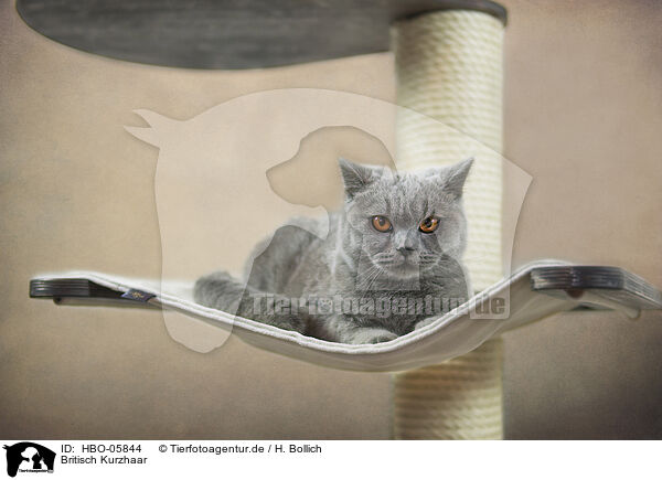 Britisch Kurzhaar / British Shorthair / HBO-05844