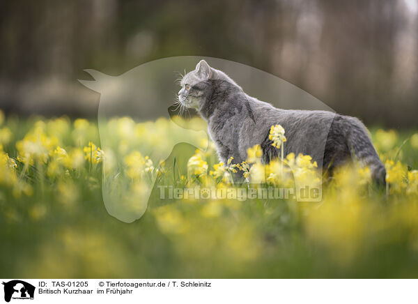 Britisch Kurzhaar  im Frhjahr / British Shorthair in spring / TAS-01205