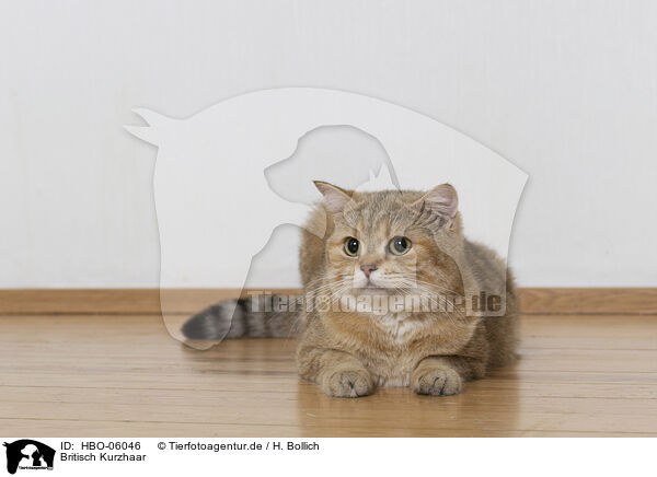 Britisch Kurzhaar / British Shorthair / HBO-06046