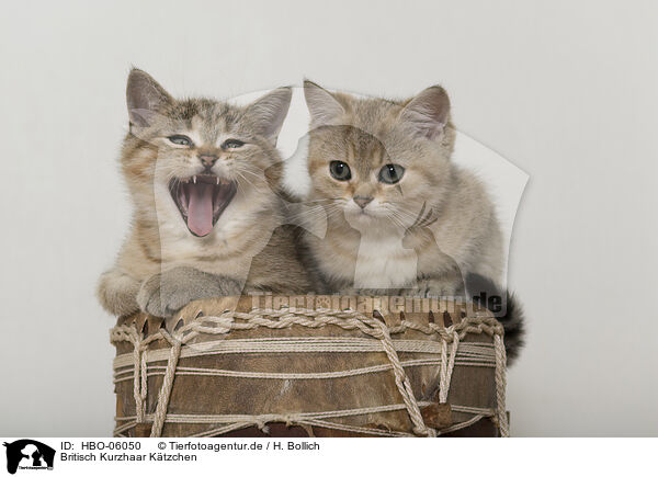 Britisch Kurzhaar Ktzchen / British Shorthair Kitten / HBO-06050