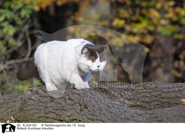 Britisch Kurzhaar drauen / British Shorthair outdoor / KJ-04154