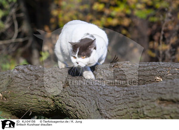 Britisch Kurzhaar drauen / British Shorthair outdoor / KJ-04156