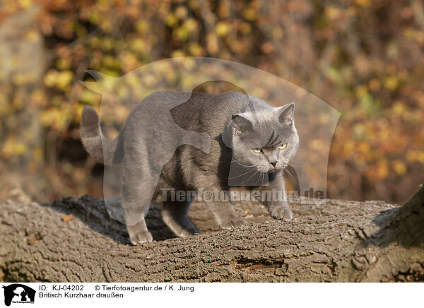 Britisch Kurzhaar drauen / British Shorthair outdoor / KJ-04202