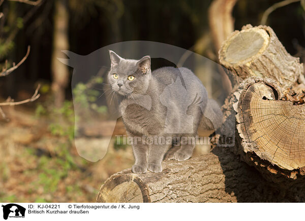 Britisch Kurzhaar drauen / British Shorthair outdoor / KJ-04221