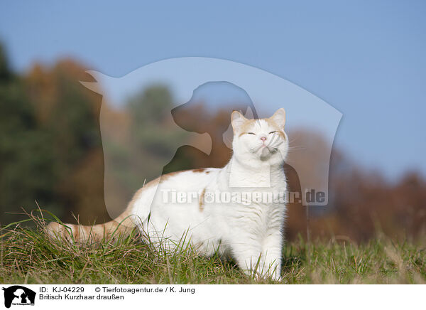 Britisch Kurzhaar drauen / British Shorthair outdoor / KJ-04229