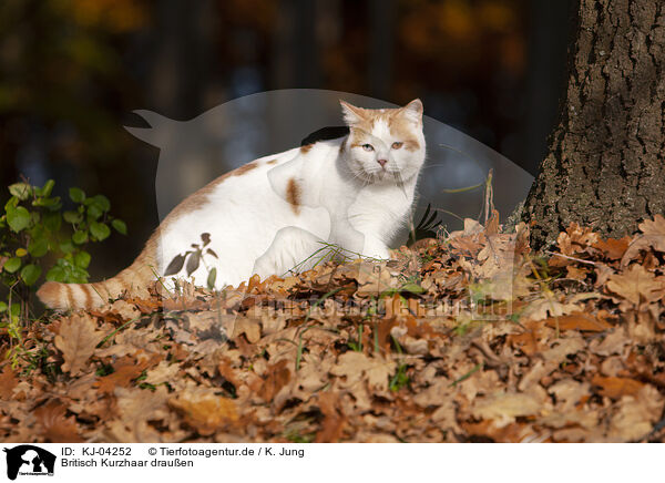 Britisch Kurzhaar drauen / British Shorthair outdoor / KJ-04252