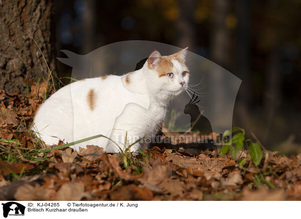 Britisch Kurzhaar drauen / British Shorthair outdoor / KJ-04265