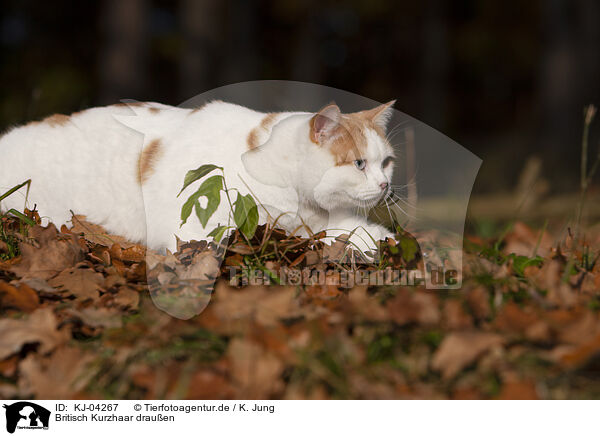 Britisch Kurzhaar drauen / British Shorthair outdoor / KJ-04267