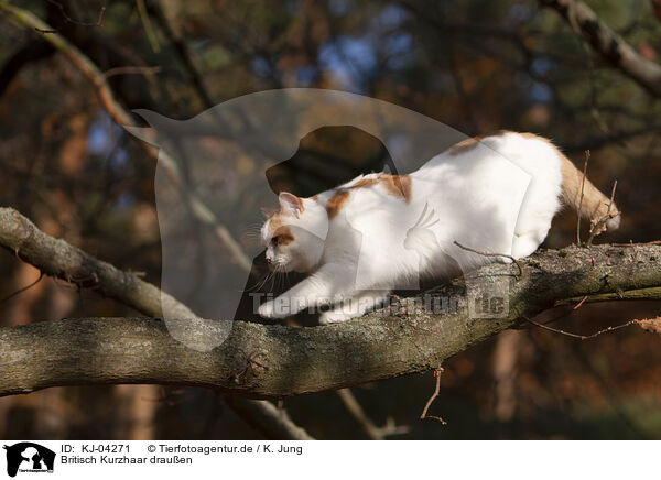 Britisch Kurzhaar drauen / British Shorthair outdoor / KJ-04271