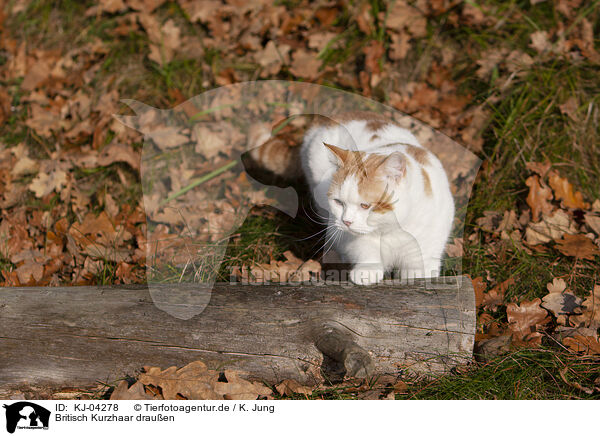 Britisch Kurzhaar drauen / British Shorthair outdoor / KJ-04278