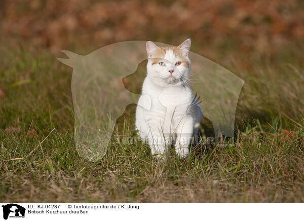 Britisch Kurzhaar drauen / British Shorthair outdoor / KJ-04287