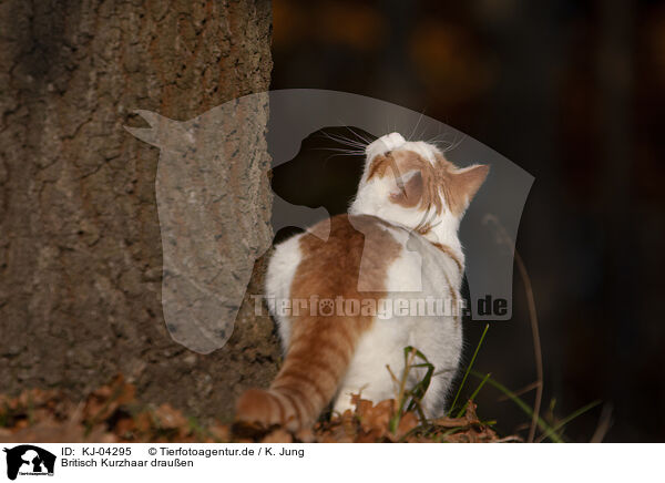 Britisch Kurzhaar drauen / British Shorthair outdoor / KJ-04295