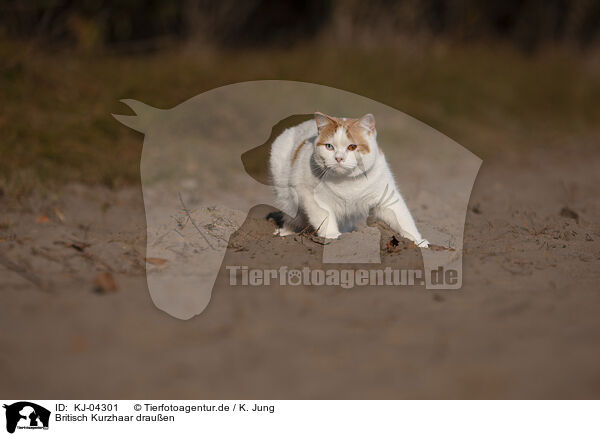 Britisch Kurzhaar drauen / British Shorthair outdoor / KJ-04301