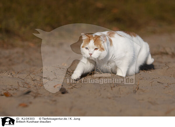 Britisch Kurzhaar drauen / British Shorthair outdoor / KJ-04303