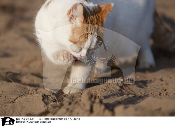 Britisch Kurzhaar drauen / British Shorthair outdoor / KJ-04331