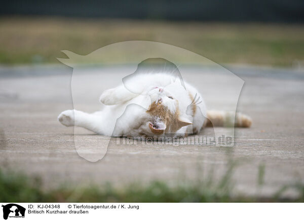 Britisch Kurzhaar drauen / British Shorthair outdoor / KJ-04348