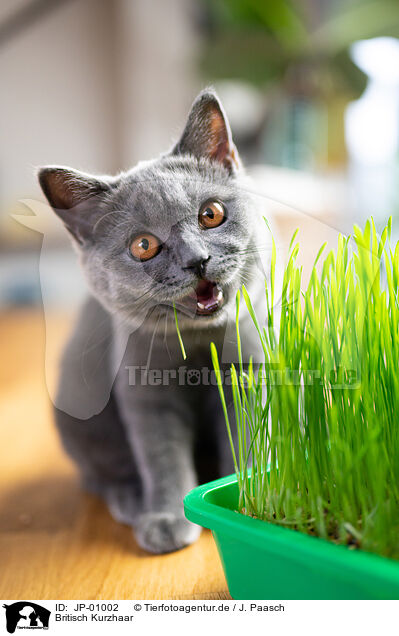 Britisch Kurzhaar / British Shorthair / JP-01002