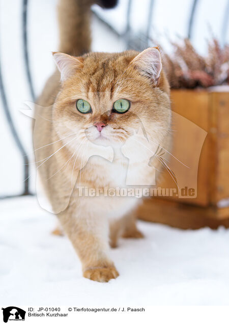 Britisch Kurzhaar / British Shorthair / JP-01040