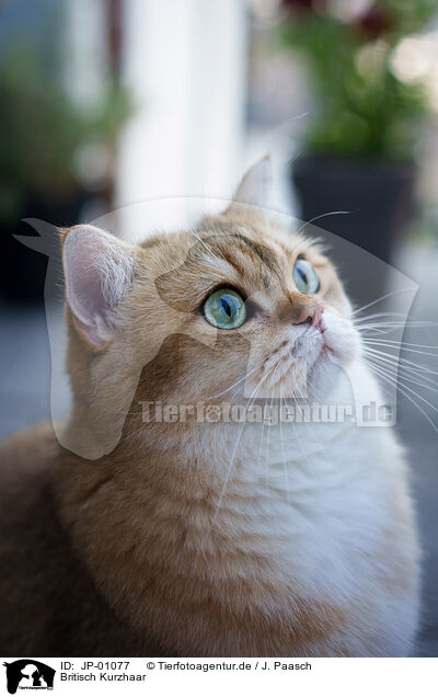 Britisch Kurzhaar / British Shorthair / JP-01077