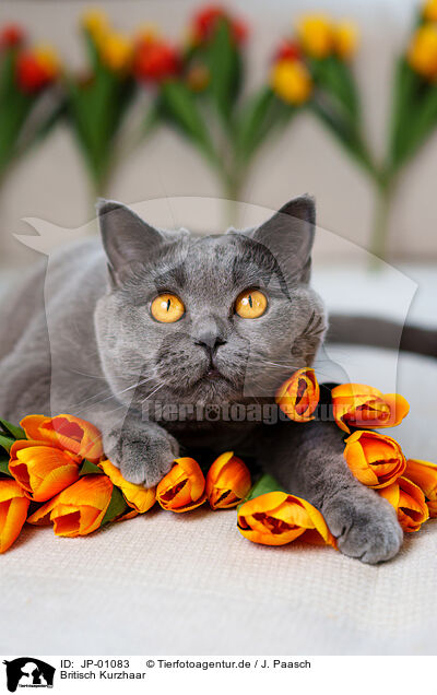 Britisch Kurzhaar / British Shorthair / JP-01083