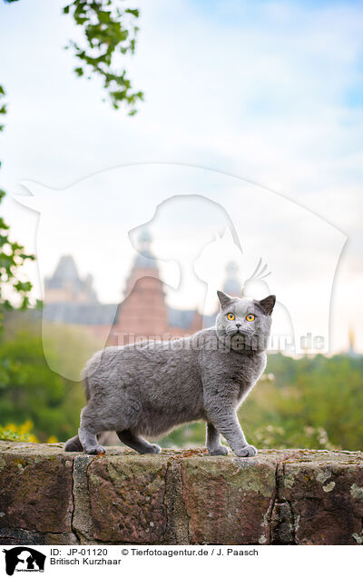 Britisch Kurzhaar / British Shorthair / JP-01120