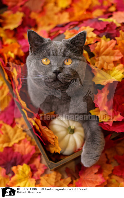 Britisch Kurzhaar / British Shorthair / JP-01196