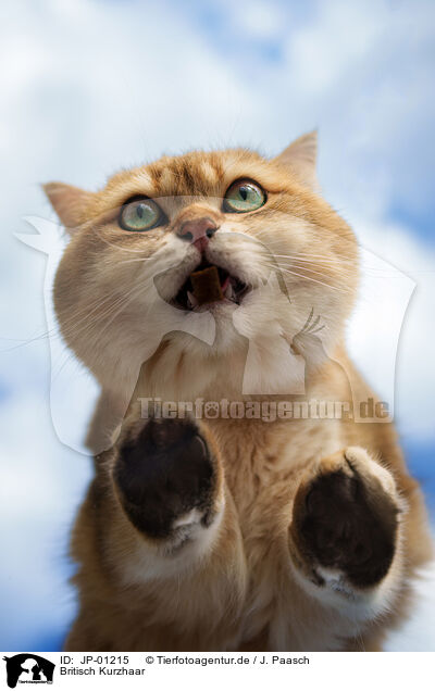 Britisch Kurzhaar / British Shorthair / JP-01215