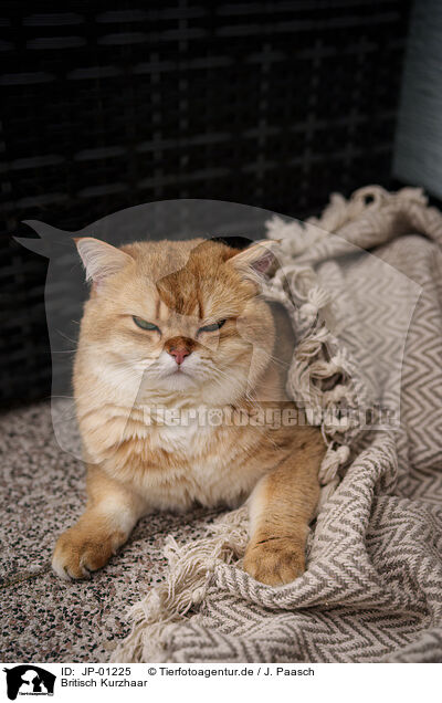 Britisch Kurzhaar / British Shorthair / JP-01225