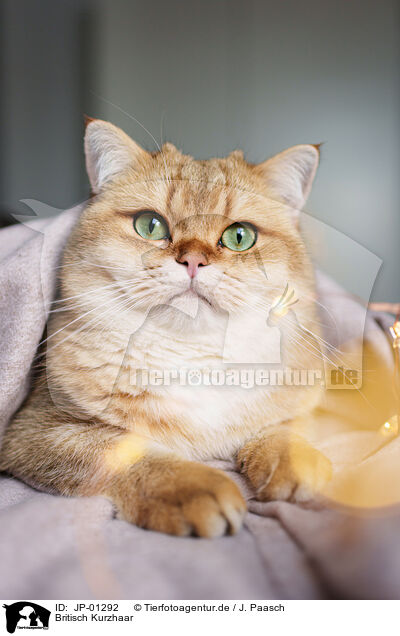 Britisch Kurzhaar / British Shorthair / JP-01292