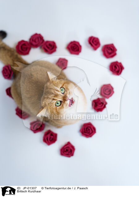 Britisch Kurzhaar / British Shorthair / JP-01307