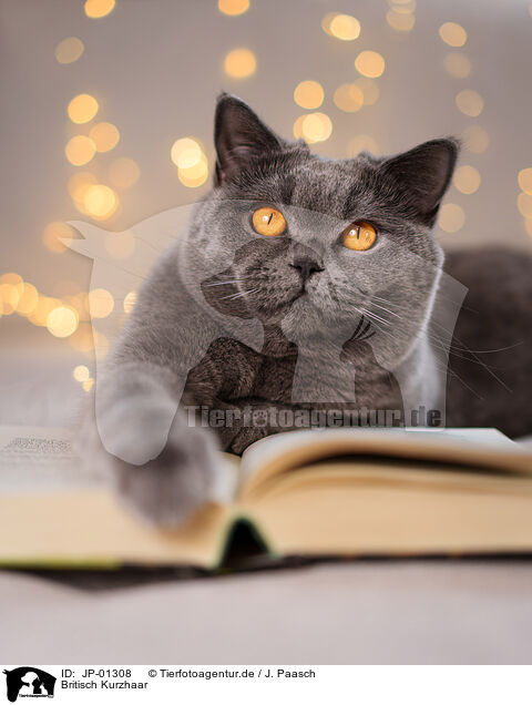 Britisch Kurzhaar / British Shorthair / JP-01308