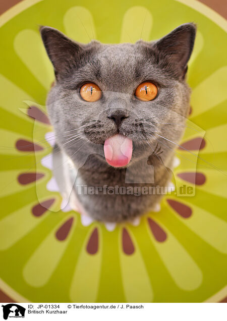 Britisch Kurzhaar / British Shorthair / JP-01334