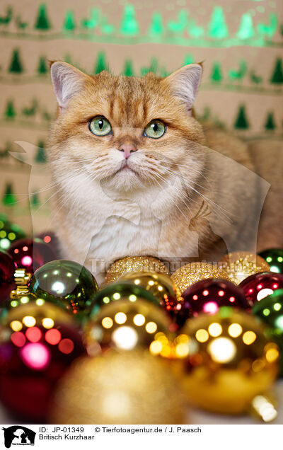 Britisch Kurzhaar / British Shorthair / JP-01349