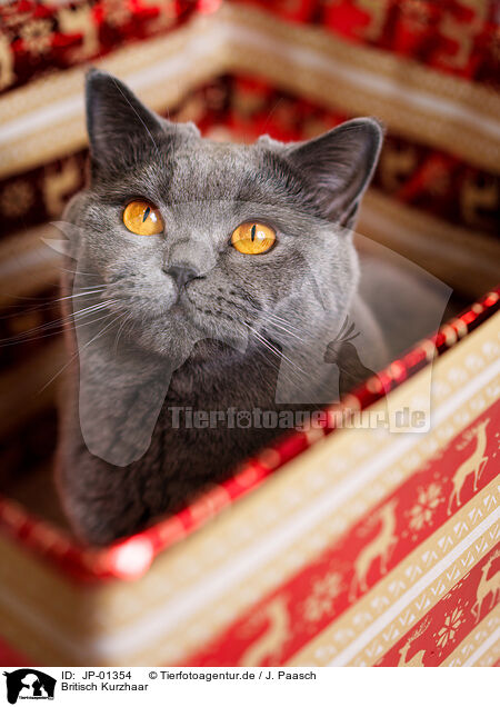 Britisch Kurzhaar / British Shorthair / JP-01354