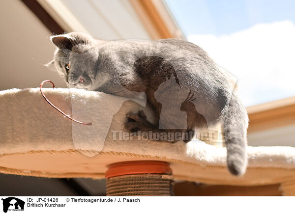 Britisch Kurzhaar / British Shorthair / JP-01426