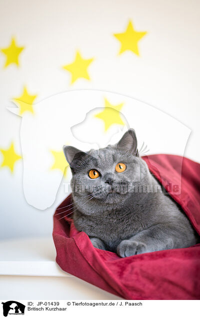 Britisch Kurzhaar / British Shorthair / JP-01439