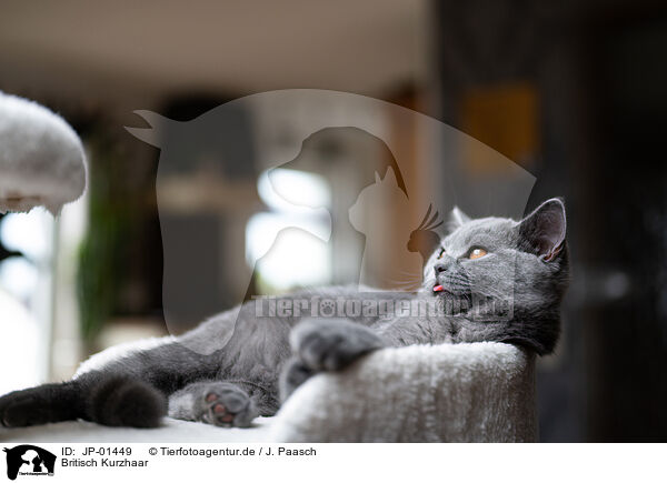 Britisch Kurzhaar / British Shorthair / JP-01449