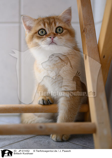 Britisch Kurzhaar / British Shorthair / JP-01452