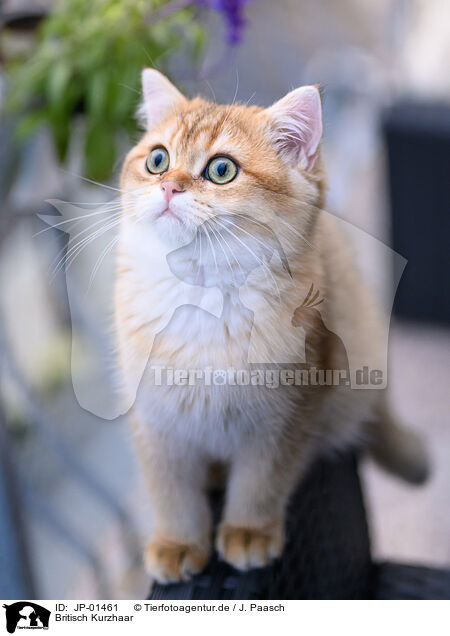 Britisch Kurzhaar / British Shorthair / JP-01461