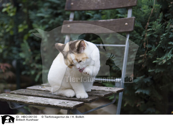 Britisch Kurzhaar / British Shorthair / HBO-06130