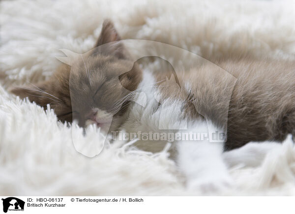 Britisch Kurzhaar / British Shorthair / HBO-06137