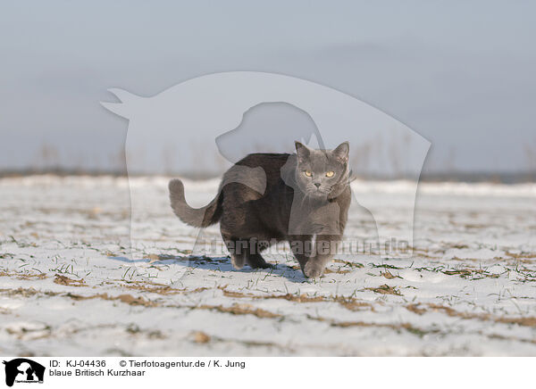 blaue Britisch Kurzhaar / blue British Shorthair / KJ-04436