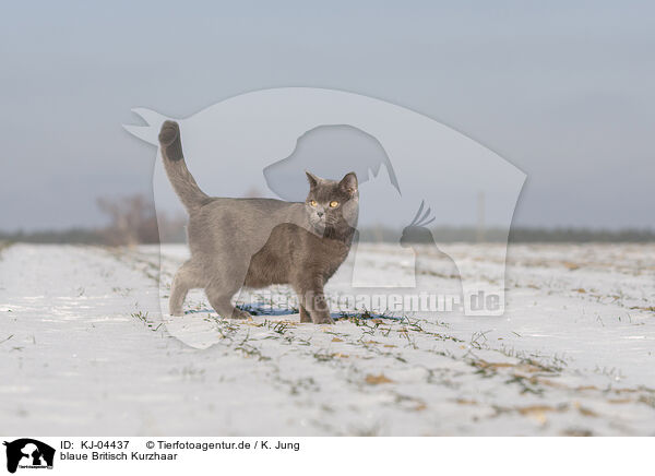 blaue Britisch Kurzhaar / KJ-04437