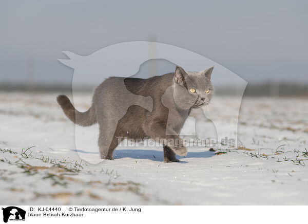 blaue Britisch Kurzhaar / blue British Shorthair / KJ-04440